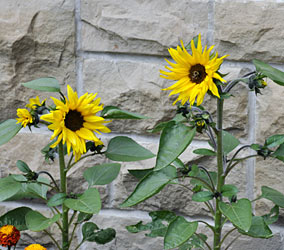 Sunflowers